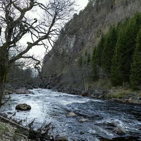 The Tara